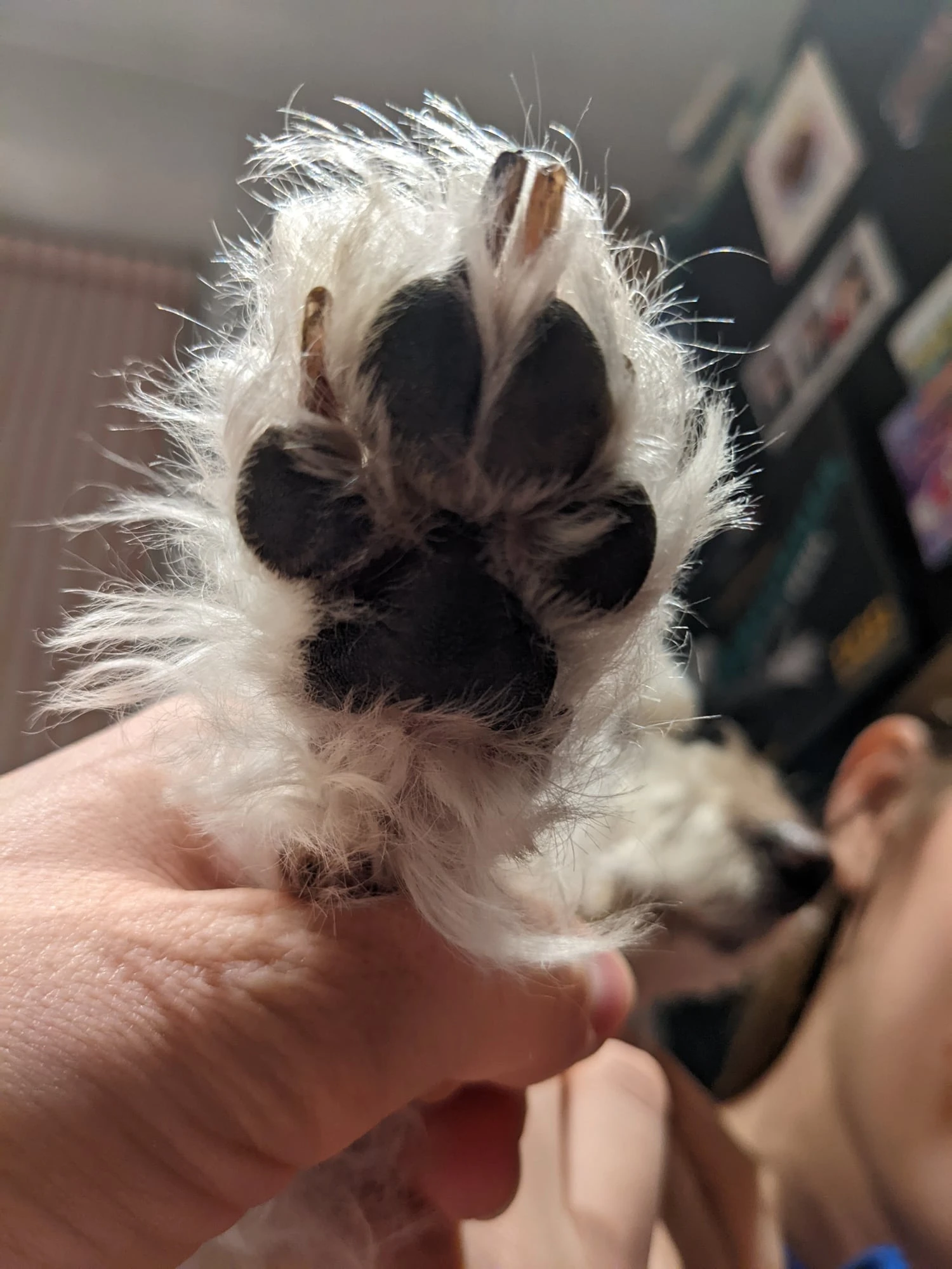 Paw Print Keyring - 2 Prints